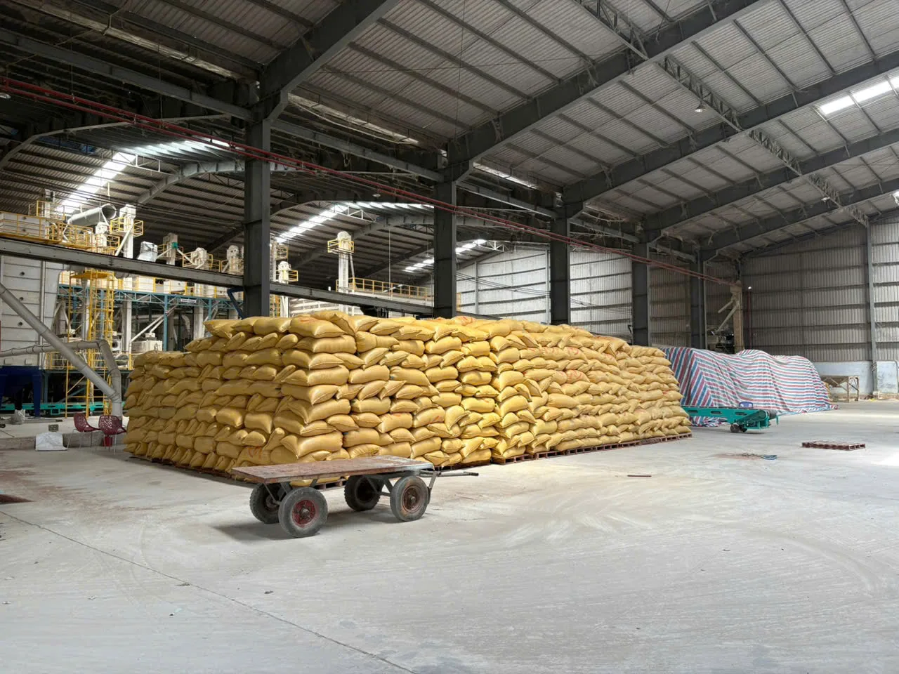 Lúa nguyên liệu trong kho nhà máy RICE VN