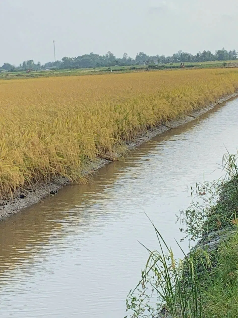 Kênh nước chạy dọc ruộng lúa chín trong vùng lúa–tôm Hồng Dân – Ninh Quới