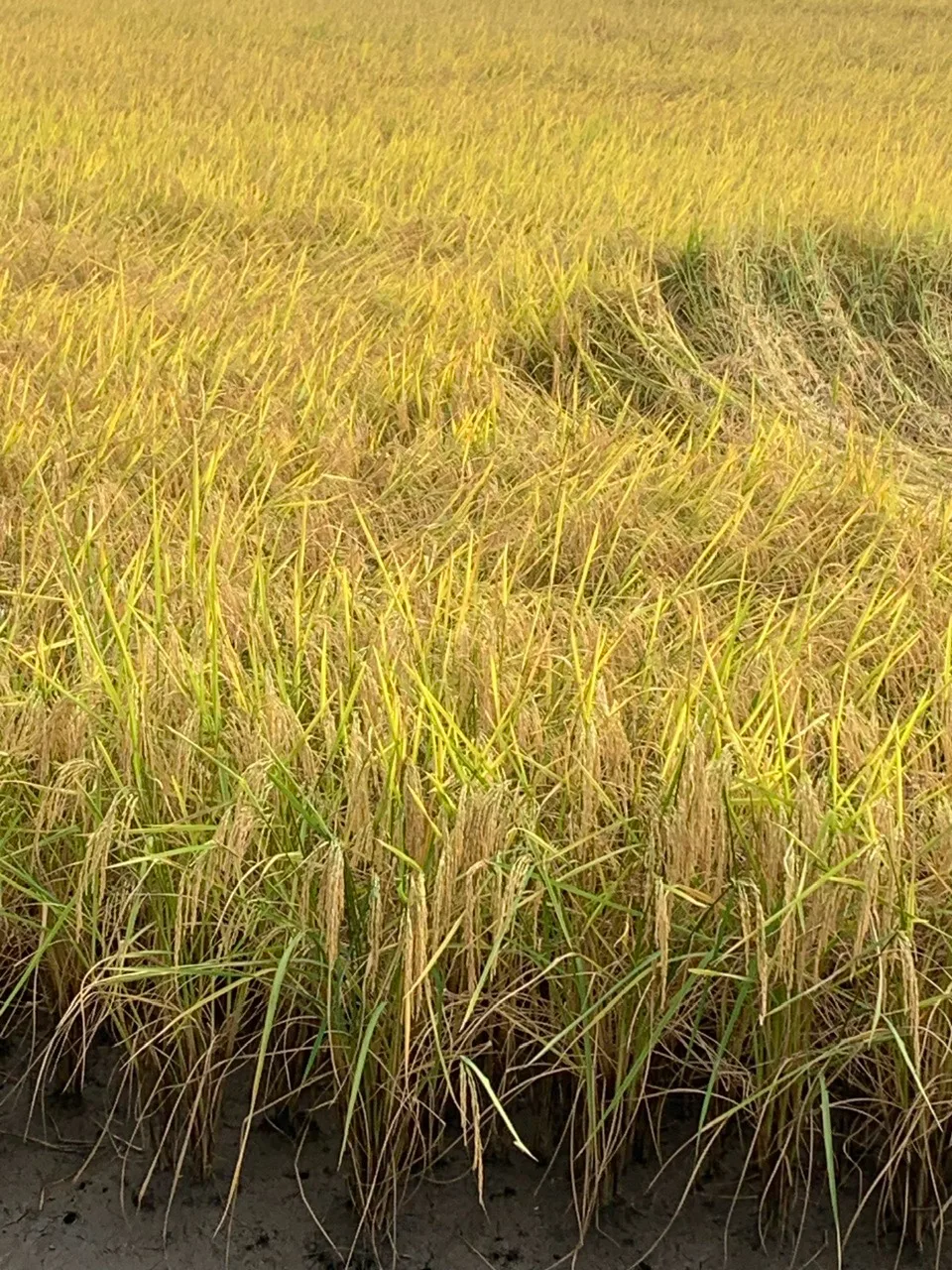 Bông lúa chín trĩu hạt trên vùng nguyên liệu