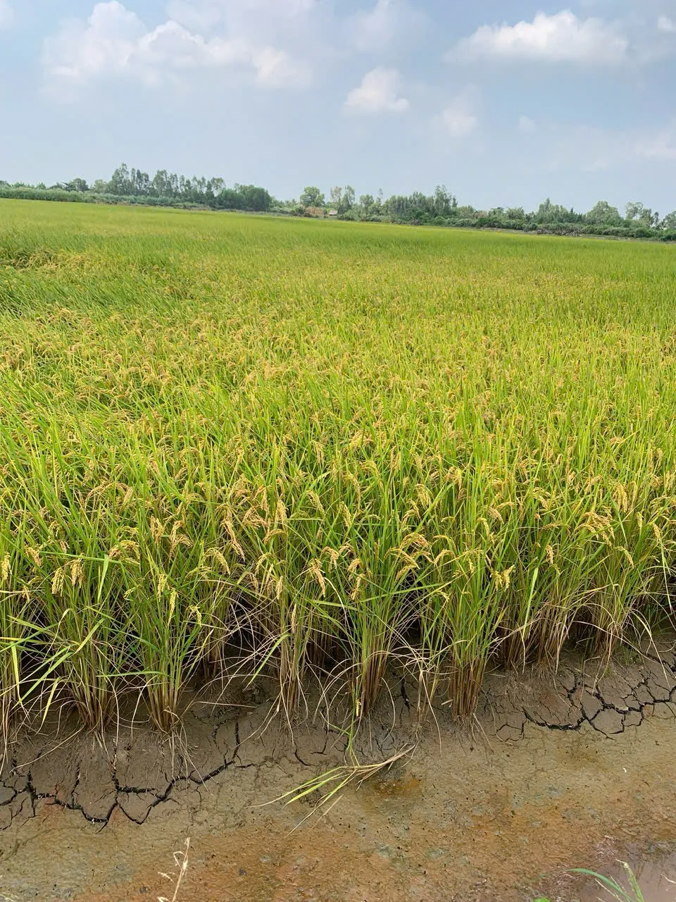 Chân ruộng đất nứt đặc trưng vùng mặn nhẹ